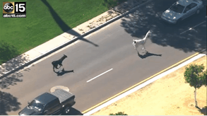 llama lose.gif