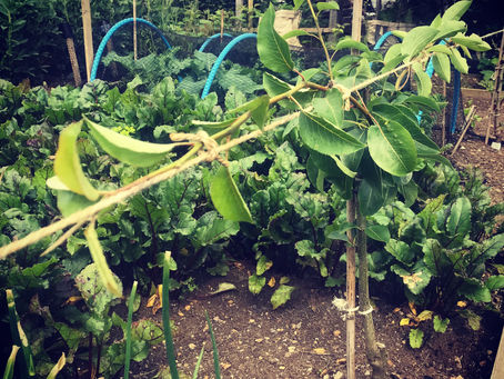 It's time to think fruit trees......