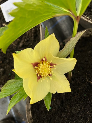 Yellow Helebores for sale in Frome