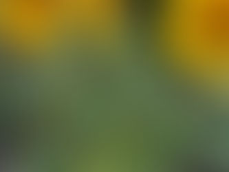 Little Dorrit sunflowers