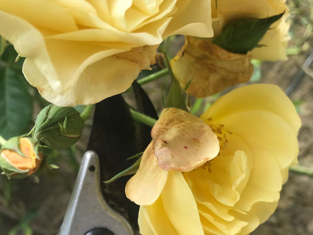 Deadheading - why & how.