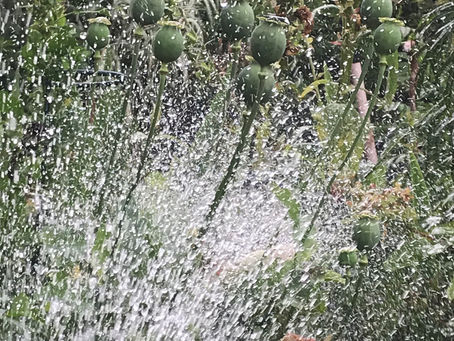 Watering your plants...….