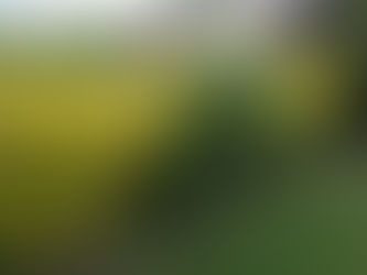 Gorillas in the hedge.