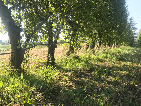 Fan, cordon, bush, espalier or step over...…..