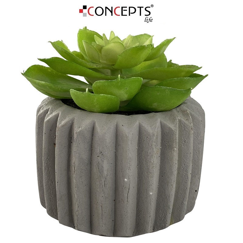 PLANTA CON POTE 9.5X9.5X11CM 439-357032