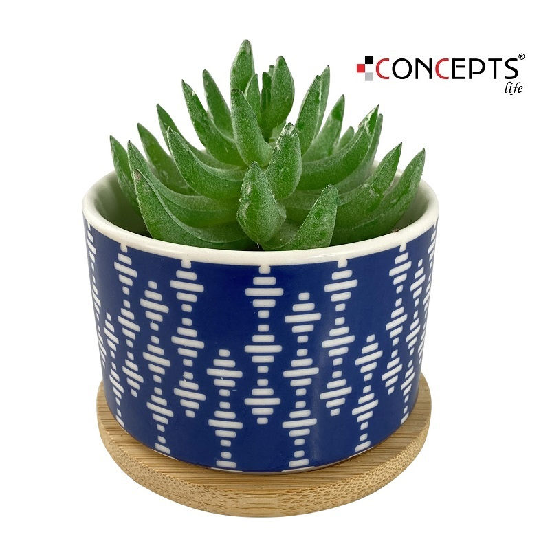 PLANTA CON POTE 7.5X7.5X11CM 439-357036