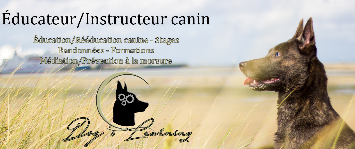 dressage chien caen