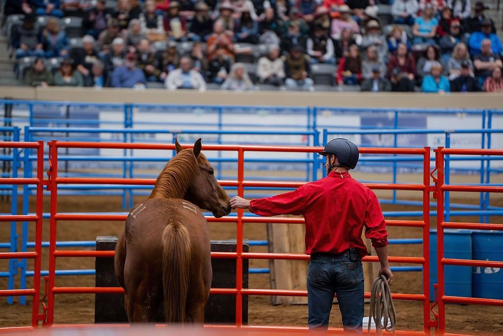 Tik connecting with horse
