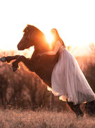 MK4_5625-BearbeitetWebseite KopiePferde Pferdefotografie Niedersachsen Hannover Göttingen