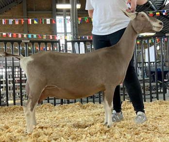 Screenshot 2025-11-23 163425.png