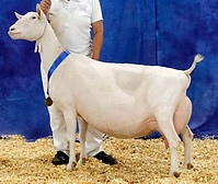 Tempo passa Etoilee.jpg