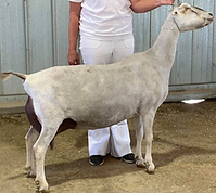 Rockin-CB SFH June.png