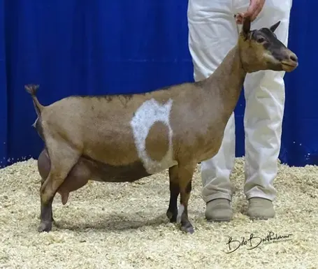 Agape's Prize lil debutant.webp