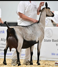 Tempo Aquila Brown Tweed.png