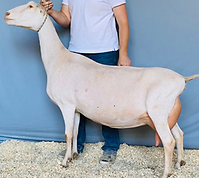 Kastdemur's Vera Wang.png