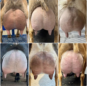 Saturns daughters and grandaughters udders.jpg