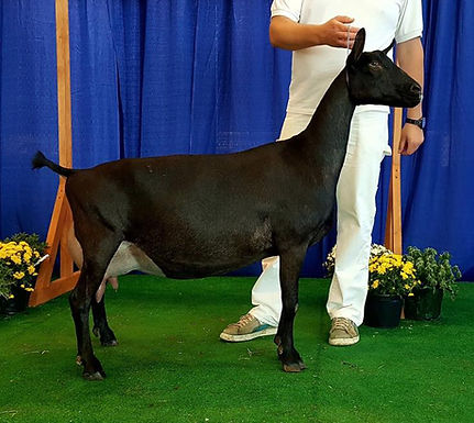 Windrush Farms NEO Isabelle.png