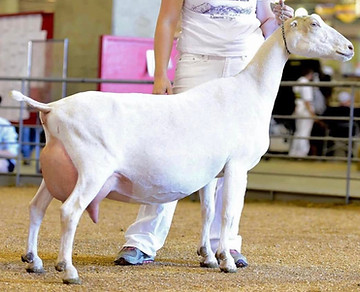 Kastdemurs VeraCruz.jpg