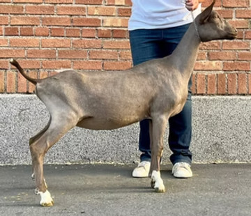 MDNT PC Voodew_edited.jpg