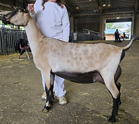 Tempo Aquila Brown Tweed Profile.png