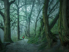 Hiker in red backpack walks on misty forest path surrounded by tall, twisted trees. The scene is tranquil and mysterious.
