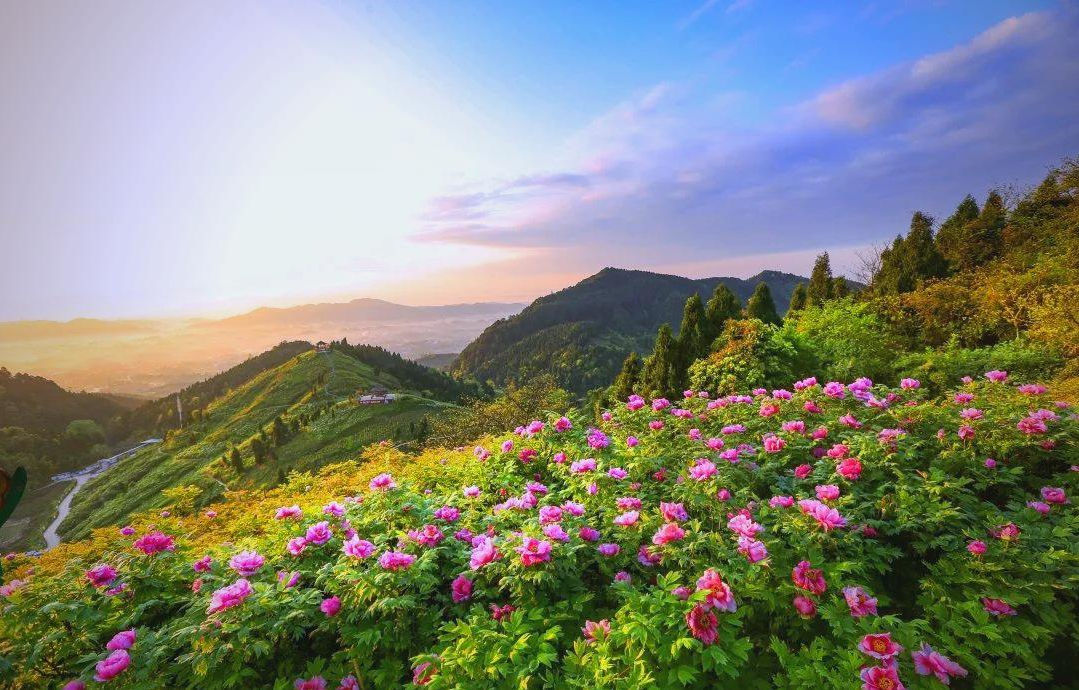 Vibrant pink flowers in the foreground with rolling green hills and a golden sunrise, creating a serene and colorful landscape scene.