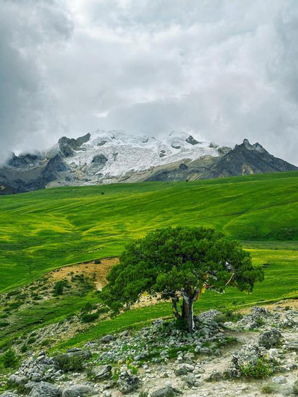 A lone tree stands on rocky terrain against a backdrop of lush green hills and majestic snowy mountains under a cloudy sky.