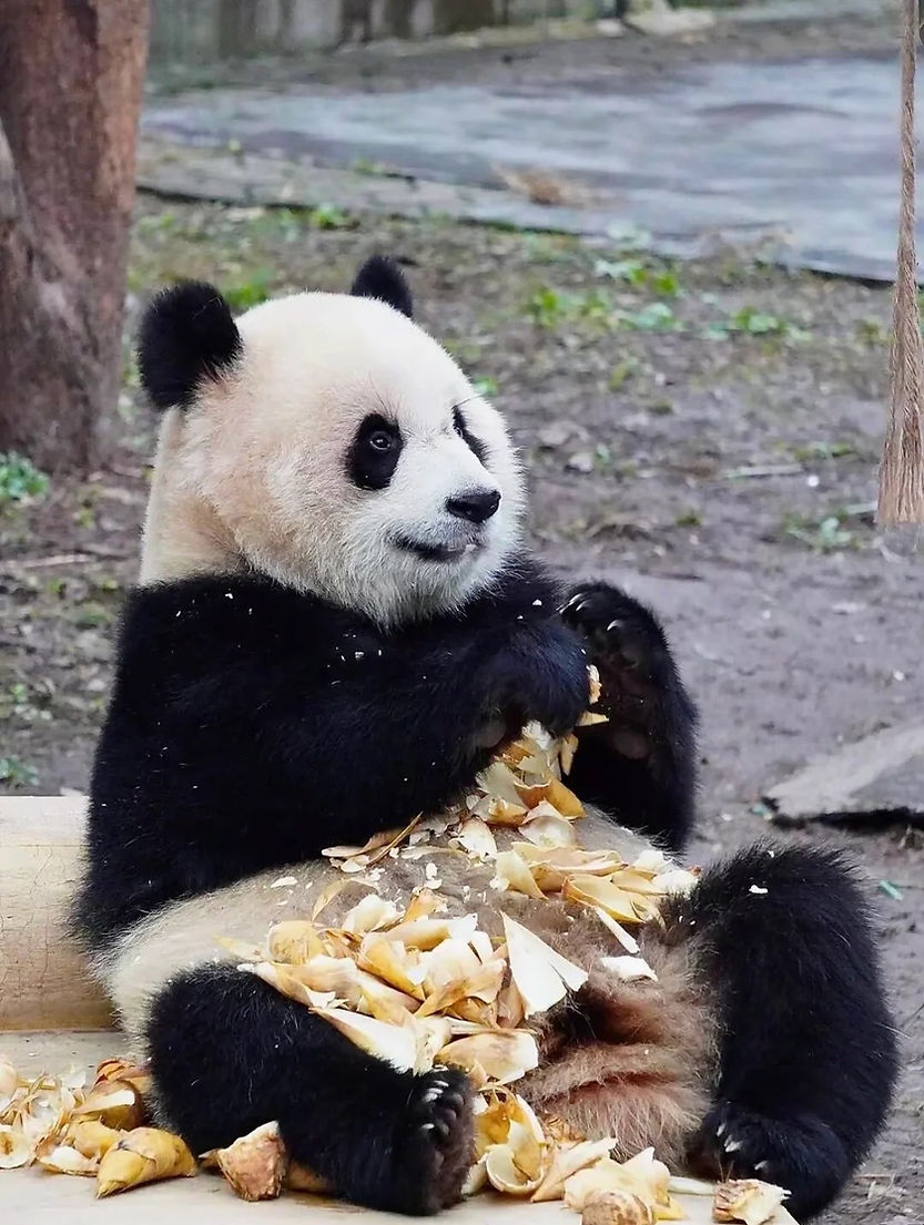 A panda sits on the ground, surrounded by bamboo pieces, looking content. The background is earthy with scattered plants.