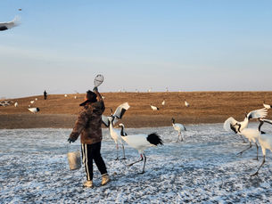 Person in camo jacket feeds cranes on frosty ground; cranes fly and walk nearby. Clear blue sky, barren hill in background. Peaceful mood.