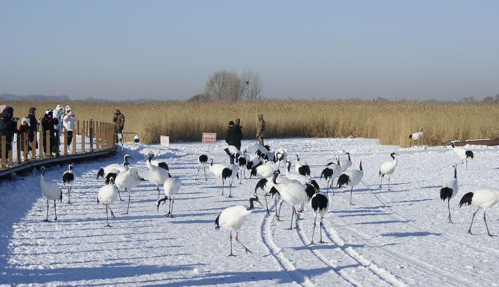 Cranes walk on a snowy field with tall grasses in the background. People stand on a boardwalk taking photos. Clear blue sky overhead.