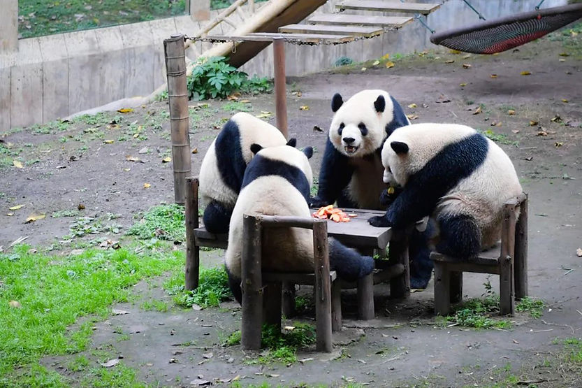 Four pandas sit around a wooden table eating carrots. The setting is an outdoor enclosure with green grass and a relaxed atmosphere.