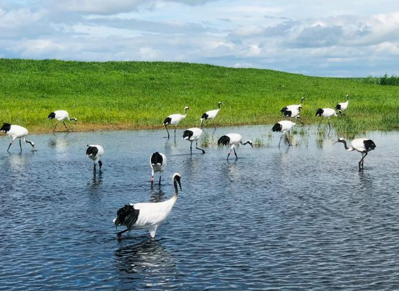 Cranes wade in shallow water under a cloudy sky, with a background of green grass and a hill. The scene is calm and natural.