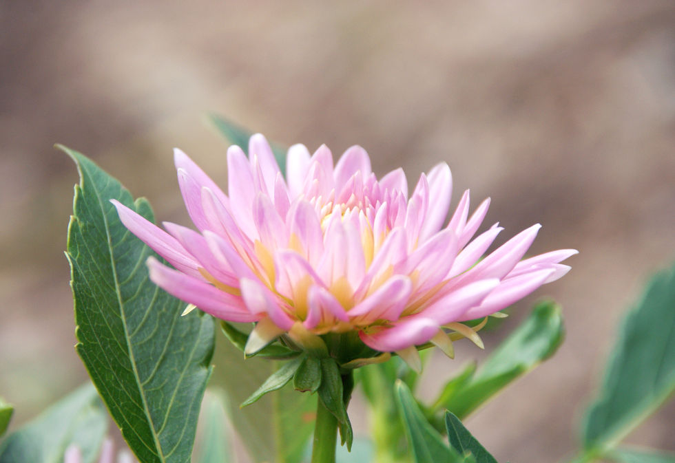 UNSPLASH: Side View of Park Princess Dahlia