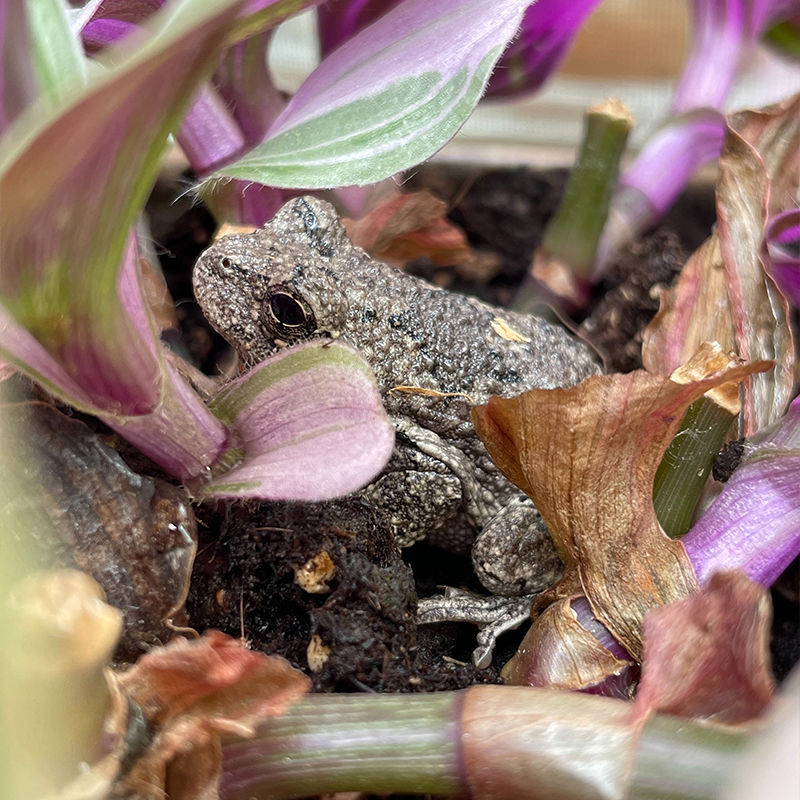 UNSPLASH: Gray Tree Frog Hiding