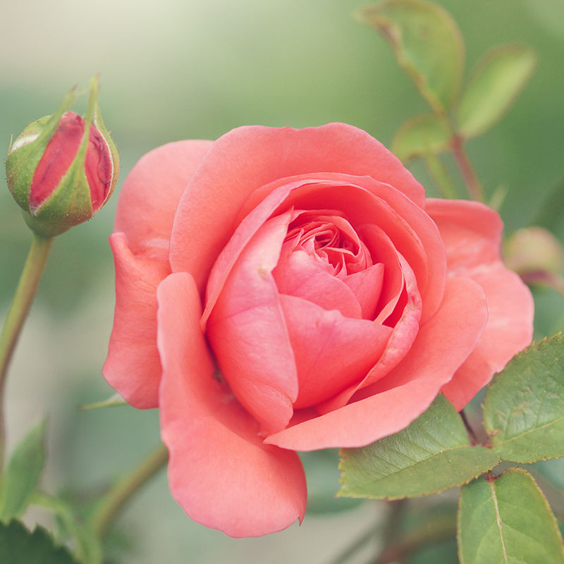 UNSPLASH: Peachy Pink Rose Bloom