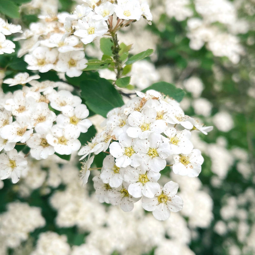 UNSPLASH: Bridal Veil Blooming