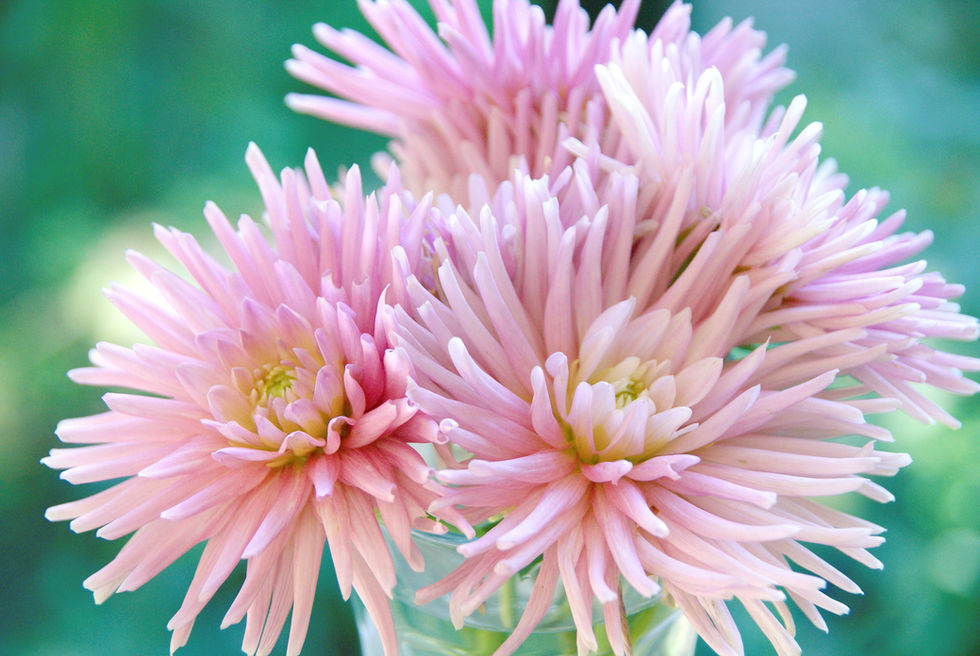 UNSPLASH: Pink Park Princess Dahlias