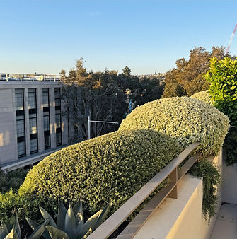 Clipped hedges and layered planting beside a modern terrace