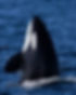 3P7A9016.jpg