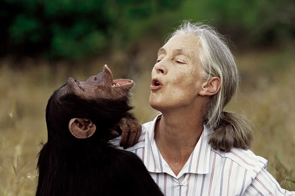 Jane Goodall with Tess, a female chimpanzee at the Sweetwaters Chimpanzee Sanctuary north of Nairobi, 1997. Photograph: Jean-Marc Bouju/AP