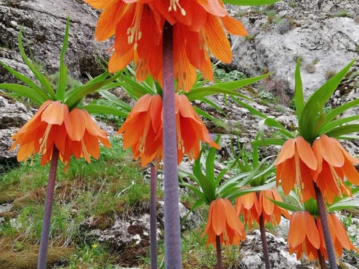 FOTOĞRAF SANATÇILARI TERS LALELERİ GÖRÜNTÜLEDİ