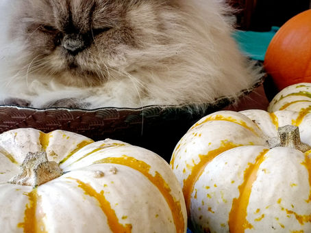 How to Improve Your English while Enjoying Pumpkins Galore this November