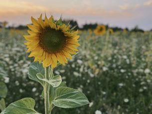 Sensommar, sköna rutiner & emotionell stress