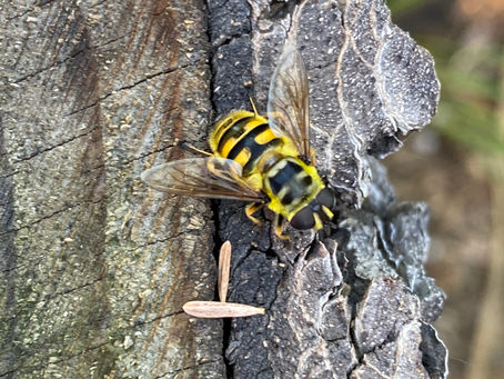 Lure Hoverflies to Your Garden