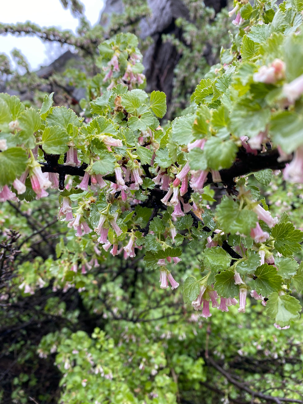 Wax Currant Smith Rock State Park 2024