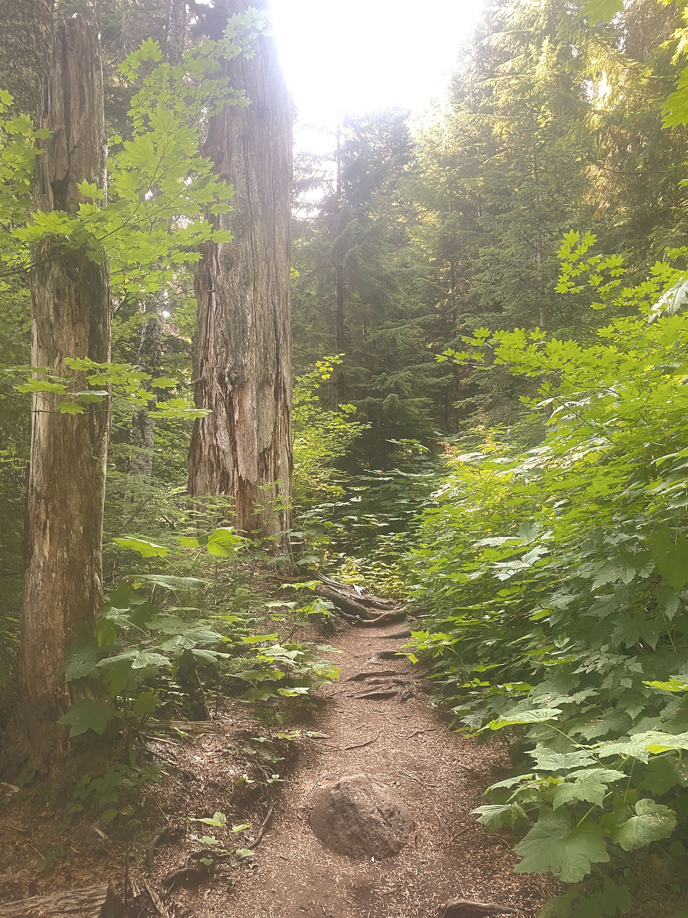 Lost Lake Trail, Summer 2024 Douglas firs, big leaf maples, thimbleberry, vine maples