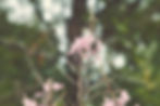 _IM_6350_edited.jpg