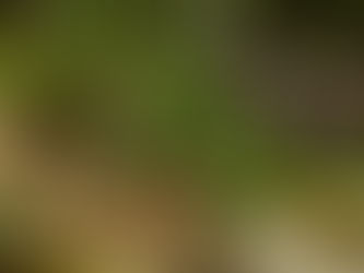 A turf lawn transformed into a forest.