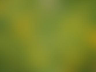 Rewild Your Lawn Like a Forest After Fire