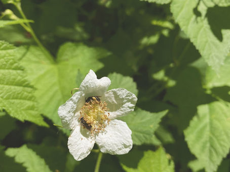 Pollinators on a thimbleberry flower